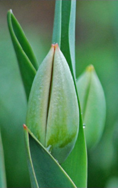 diane-blastorah - tulip photo
